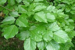 Organic Fresh Pongamia Leaves