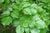 Organic Fresh Pongamia Leaves