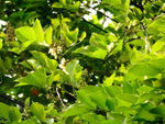 Organic Fresh Pongamia Leaves