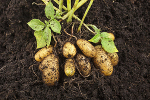 Organic Baby Potato Fresh Harvest