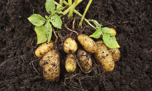 Organic Baby Potato Fresh Harvest