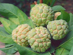 Organic Custard Apple