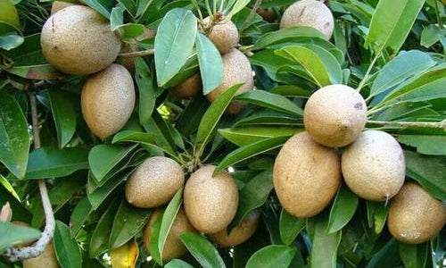 Organic Sapota kalipatti