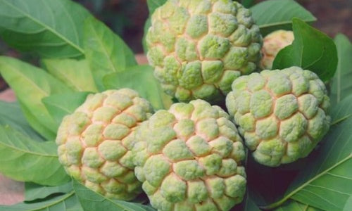 Organic Custard Apple