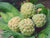 Organic Custard Apple
