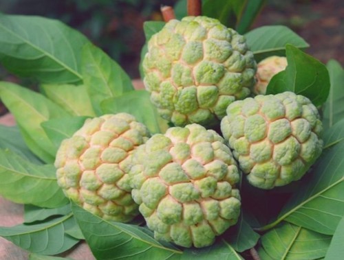 Organic Custard Apple
