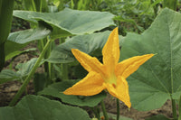 Organic Pumpkin Flower