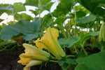 Organic Pumpkin Leaves