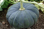 Organic Pumpkin Desi*