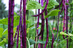 Organic Purple-Yard- Long Beans