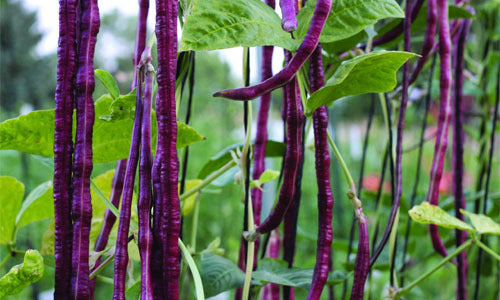 Organic Purple-Yard- Long Beans