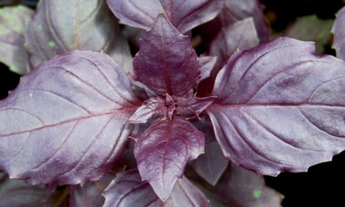 Organic Purple Italian Sweet Basil