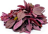 Organic Amaranthus Red