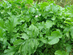 Organic Radish Leaf
