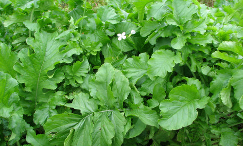 Organic Radish Leaf