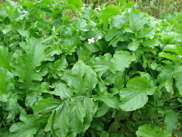 Organic Radish Leaf