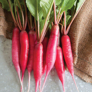 Organic Red Radish