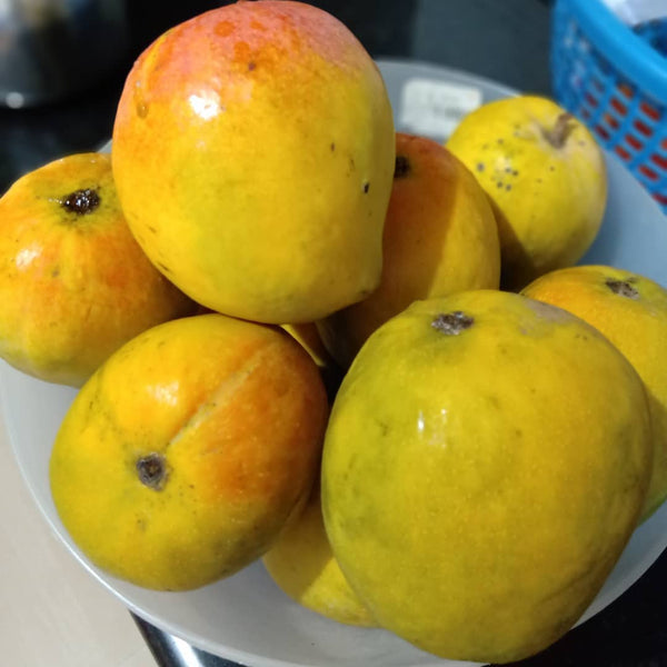 Organic Mango Raspuri