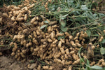 Organic Peanuts/Groundnut with shell-Fresh harvest