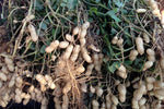 Organic Peanuts/Groundnut with shell-Fresh harvest