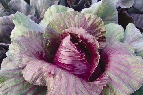 Organic Red Cabbage