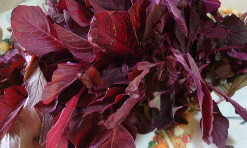 Organic Red Amaranth Leaves