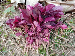 Organic Amaranthus Red