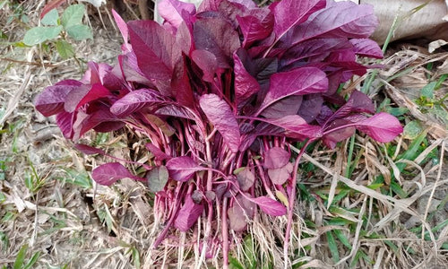 Organic Amaranthus Red