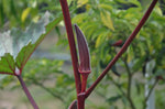 Organic Red Okra / Bhindi/Lady Finger