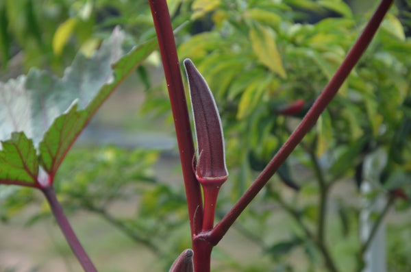 Organic Red Okra / Bhindi/Lady Finger