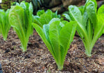 Organic Romaine Lettuce