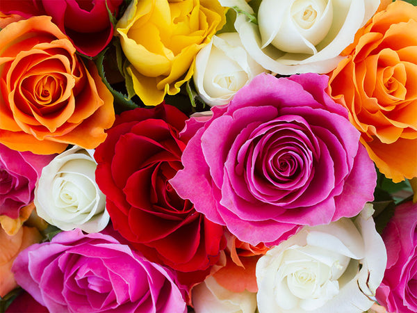 Organic Rose Flower ( Mixed Colour) – GreenDNA® India