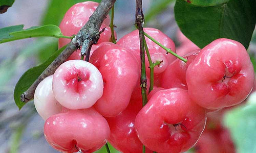 Organic Rose apple Red