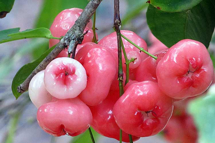 Organic Rose apple Red – GreenDNA® India