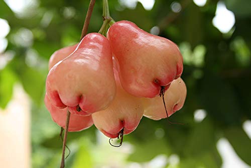 Organic Rose apple Red