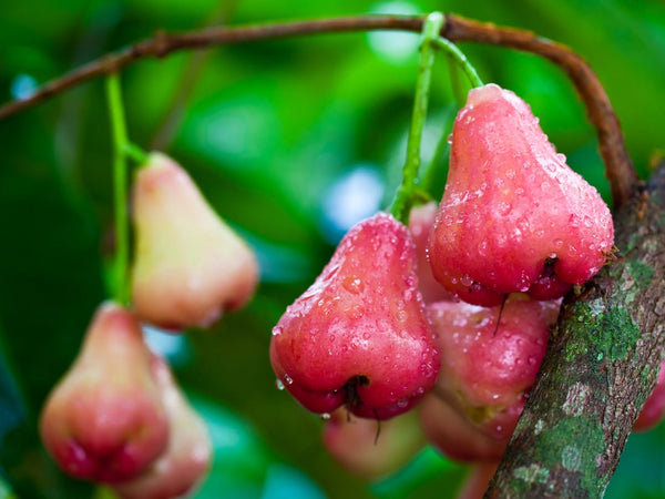 Organic Rose apple Red