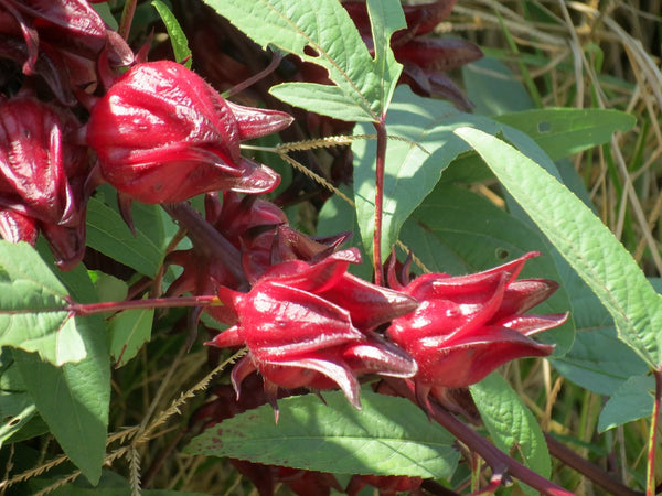 Organic Gongura / Roselle Fruit