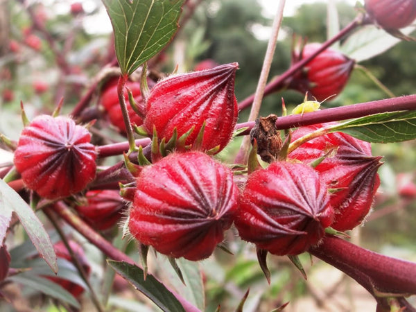 Organic Gongura / Roselle Fruit