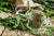Organic Dried Rosemary*