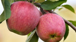 Organic Apple Royal Delicious