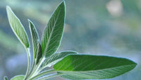 Organic Sage Leaves