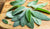 Organic Sage Leaves