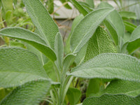 Organic Sage Leaves