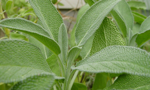 Organic Sage Leaves