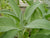 Organic Sage Leaves