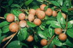 Organic Small Sapota / Chikoo