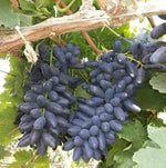 Organic Black Grapes-seedless
