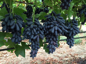 Organic Black Grapes-seedless