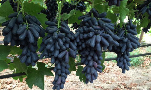 Organic Black Grapes-seedless
