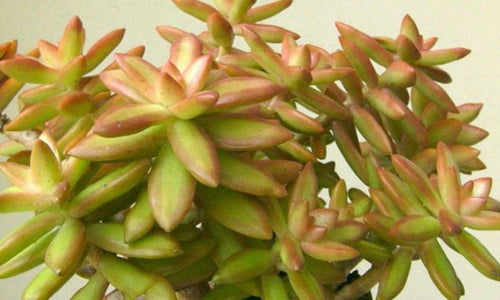 Sedum Nussbaumerianum (Succulent)